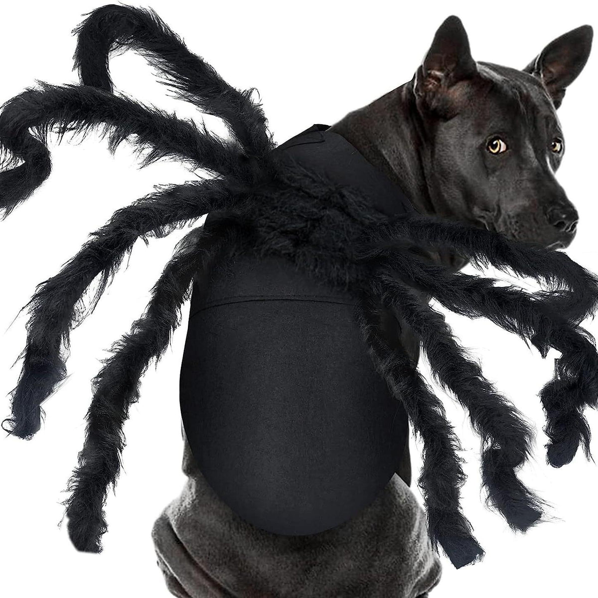 Halloween pet prop bat wings