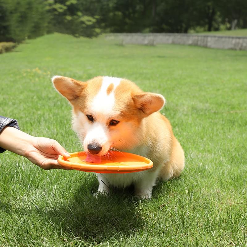 New Dog Frisbee Pet Toys Multi Plate Dog Bite resistant and Floating Training Outdoor Pet Products