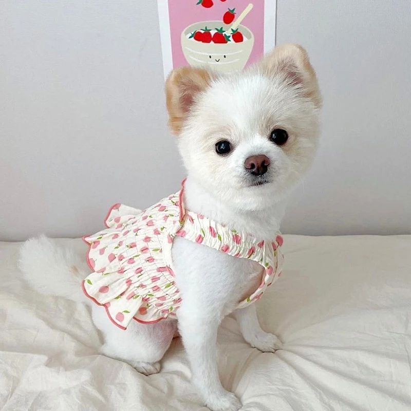 Teddy Skirt Puppy Summer Clothes Pet Small Puppy Pomeranian Yorksia Cat Spring Summer Thin Style