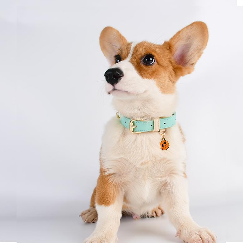 Dog Collar