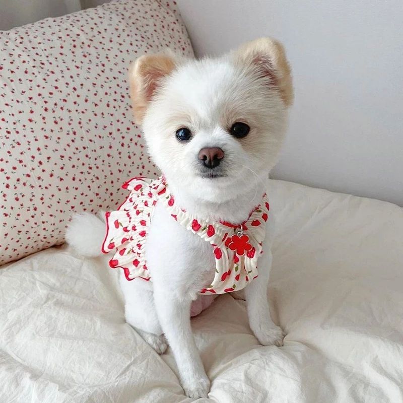 Teddy Skirt Puppy Summer Clothes Pet Small Puppy Pomeranian Yorksia Cat Spring Summer Thin Style