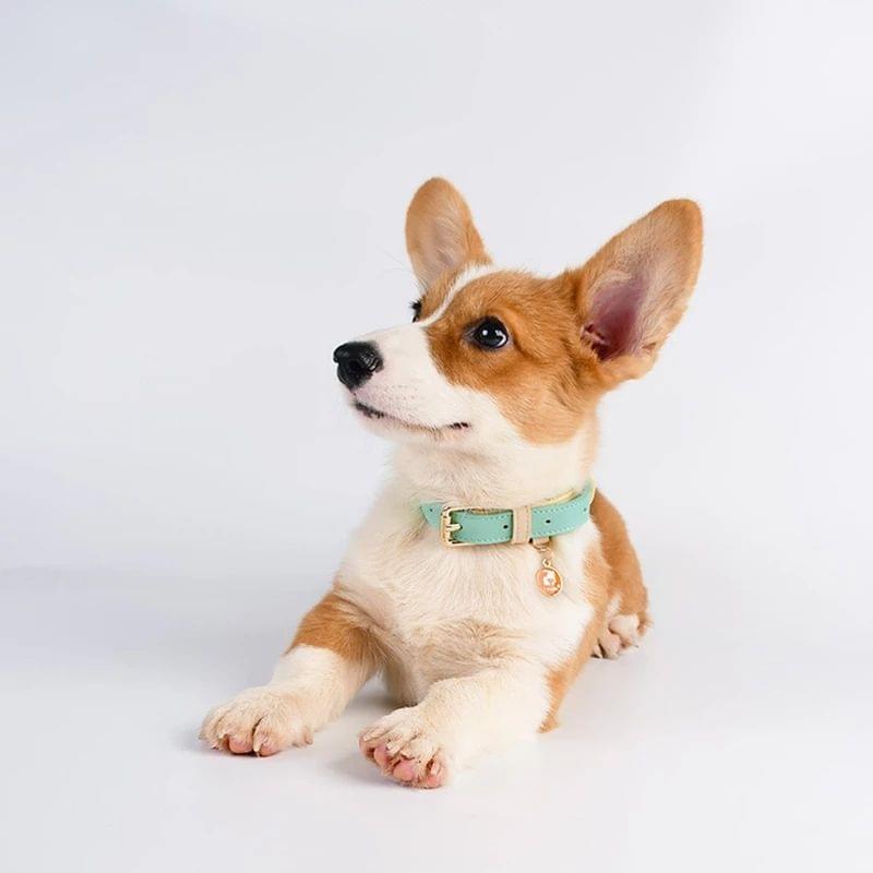 Dog Collar